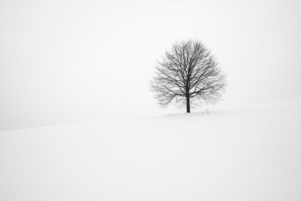 Einzelner kahler Baum in verschneiter Landschaft